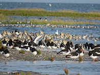 Hochwasserrastplatz Baltrum